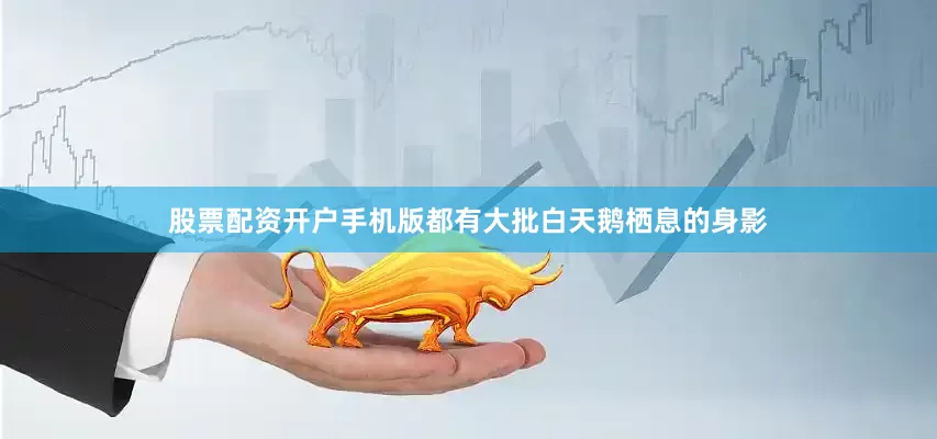 股票配资开户手机版都有大批白天鹅栖息的身影